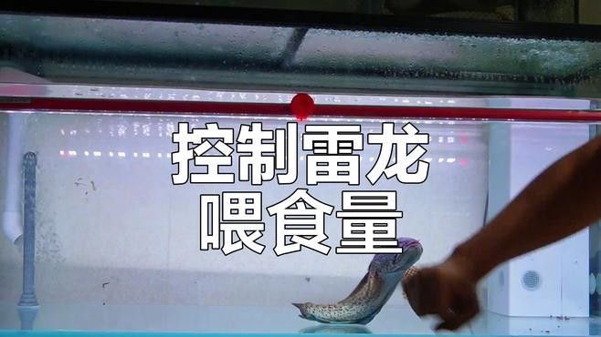 如何判斷黃金眼鏡蛇雷龍魚(yú)是否吃飽？（如何判斷黃金眼鏡蛇雷龍魚(yú)是否吃飽）
