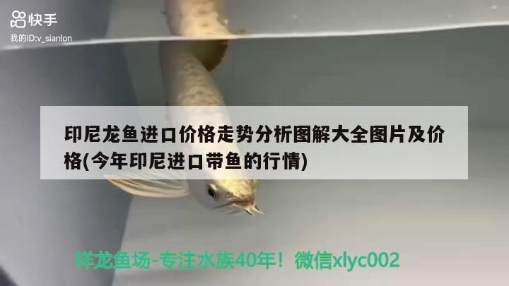 金龍魚 印尼龍魚進口價格走勢分析圖解大全圖片及價格(今年印尼進口帶魚的行情) 觀賞魚百科 印尼龍魚進口價格走勢分析圖解大全圖片及價格(今年印尼進口帶魚的行情) 印尼龍魚進口價格走勢分析圖解大全圖片及價格(今年印尼進口帶魚的行情) 觀賞魚百科
