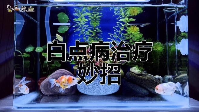 紅龍魚鰭白點病會傳染嗎（紅龍魚鰭白點病的傳染性）