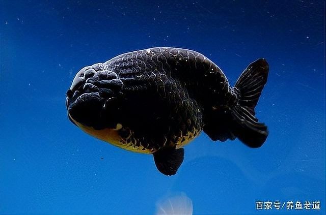 紅龍魚鰭白點病會傳染嗎（紅龍魚鰭白點病的傳染性）