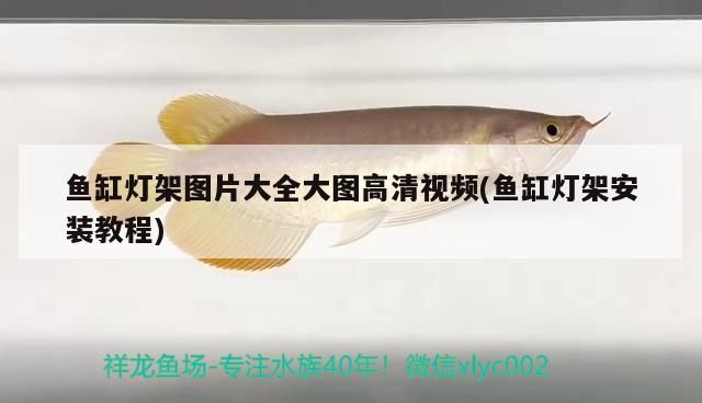 觀賞魚 魚缸燈架圖片大全大圖高清視頻(魚缸燈架安裝教程) 觀賞魚百科 魚缸燈架圖片大全大圖高清視頻(魚缸燈架安裝教程) 魚缸燈架圖片大全大圖高清視頻(魚缸燈架安裝教程) 觀賞魚百科
