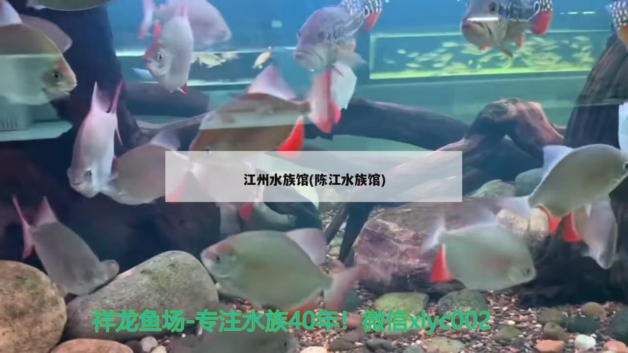 <strong><mark>江州</mark></strong>水族館(陳江水族館)