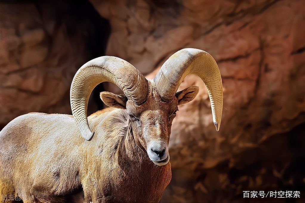 恐龍魚長角是為什么