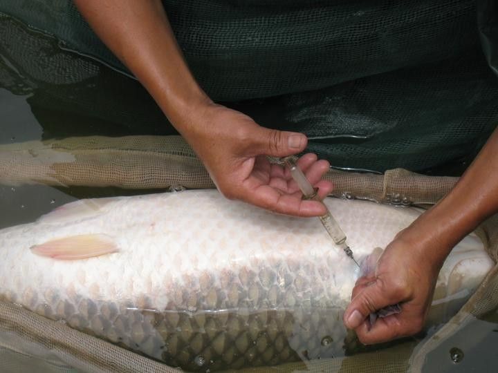 四角龍魚多久繁殖一次