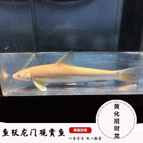 白子招財龍魚適合新手養嗎？（新手飼養白子招財龍魚需要注意的事項）
