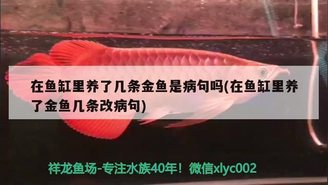 在魚缸里養了幾條金魚是病句嗎(在魚缸里養了金魚幾條改病句) 在魚缸里養了幾條金魚是病句嗎(在魚缸里養了金魚幾條改病句) 觀賞魚百科