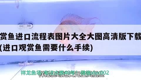 鸚鵡魚(yú)欺負(fù)其他魚(yú)怎么辦受傷了怎么辦