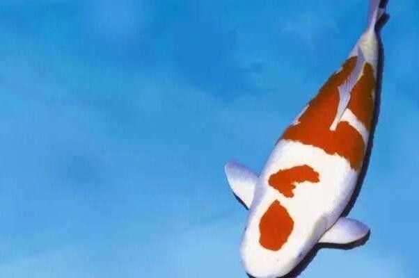 蒼南哪個(gè)水族館龍魚(yú)好？祥龍魚(yú)場(chǎng)龍魚(yú) 蒼南哪個(gè)水族館龍魚(yú)好？祥龍魚(yú)場(chǎng)龍魚(yú) 龍魚(yú)百科 第4張