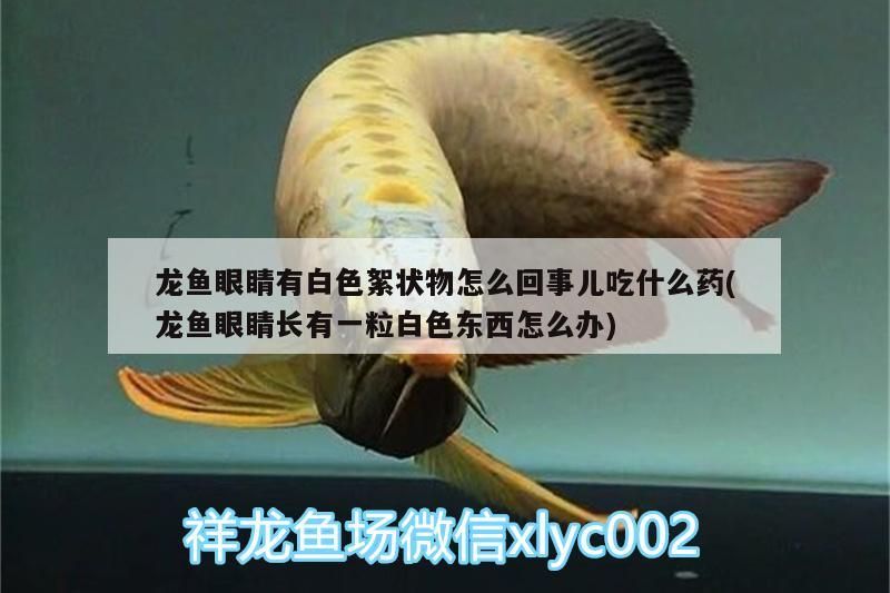 龍魚眼睛有白色絮狀物怎么回事兒吃什么藥(龍魚眼睛長有一粒白色東西怎么辦) 龍魚眼睛有白色絮狀物怎么回事兒吃什么藥(龍魚眼睛長有一粒白色東西怎么辦) 觀賞魚百科