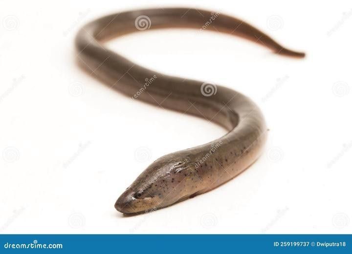 椒鹽水龍魚能保存多久？