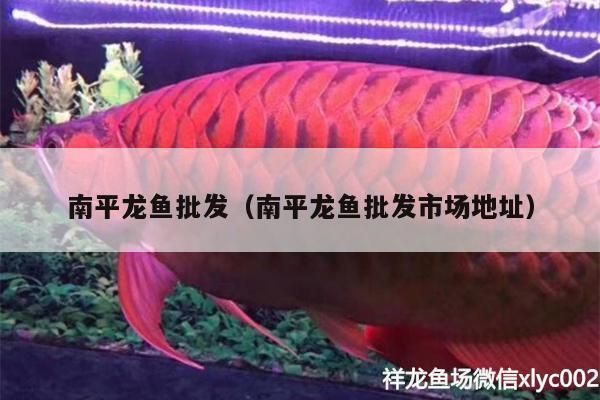 濂溪哪里賣龍魚：九江市濂溪區龍魚銷售信息 濂溪哪里賣龍魚：九江市濂溪區龍魚銷售信息 觀賞魚百科 第1張