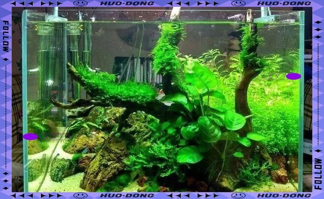 如何設置魚缸的沉木和洞穴？（如何設置魚缸的沉木和洞穴）