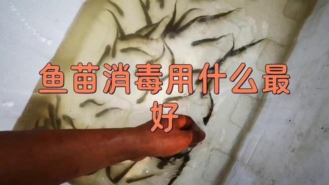 紅龍魚苗運輸后如何消毒