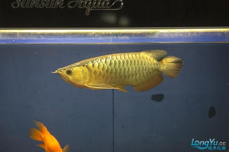 如何選擇適合藍底龍魚的LED燈？（養龍魚燈光選擇全攻略）