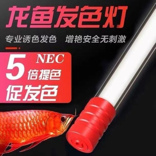 如何選擇適合藍底龍魚的LED燈？（養龍魚燈光選擇全攻略）