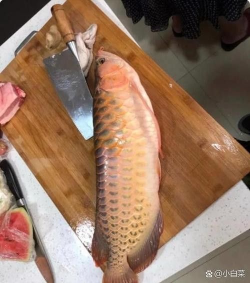如何搜索到金龍魚餌料實(shí)戰(zhàn)視頻