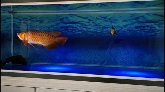 肇慶水族館你是誰？從哪里來？到哪里去？（肇慶水族館你是誰？）