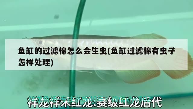 魚缸的過濾棉怎么會生蟲(魚缸過濾棉有蟲子怎樣處理)（魚缸的過濾棉怎么會生蟲）