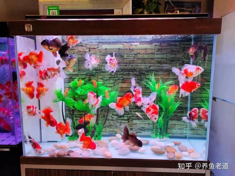 金龍魚脫皮期間需要停食嗎（資深鏟屎官手把手教你搞定金龍魚掉鱗片的4個原因）