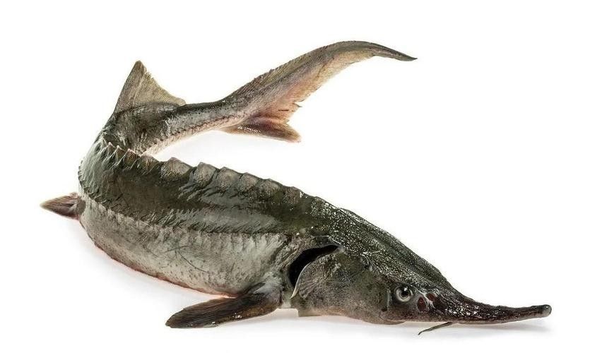 如何挑選新鮮的鱘龍魚？