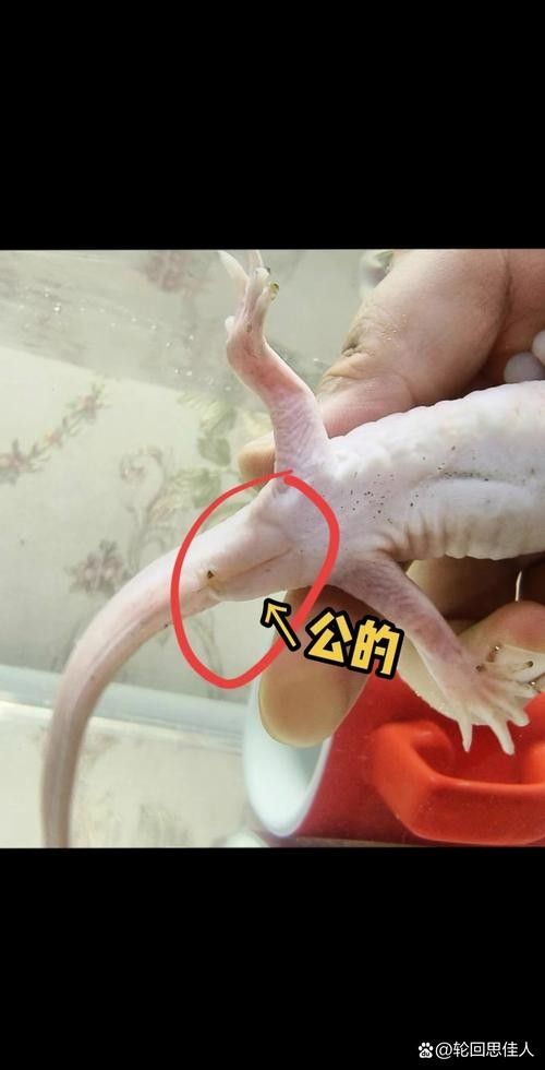 如何預(yù)防六角恐龍魚感染寄生蟲？（六角恐龍?jiān)趺答B(yǎng)及喂養(yǎng)技巧）