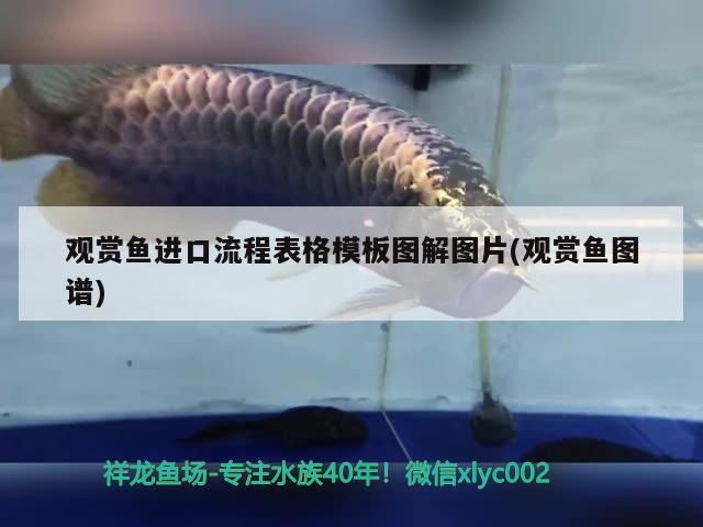 觀賞魚進口流程表格模板圖解圖片(觀賞魚圖譜) 觀賞魚進口流程表格模板圖解圖片(觀賞魚圖譜) 觀賞魚百科