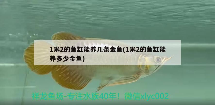 1米2的魚缸能養幾條金魚(1米2的魚缸能養多少金魚)