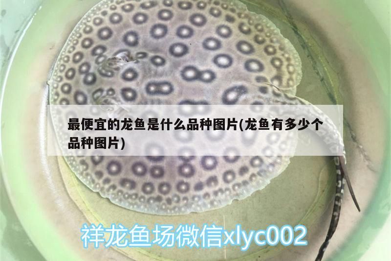 最便宜的龍魚是什么品種圖片(龍魚有多少個品種圖片)（最便宜的龍魚是什么品種）