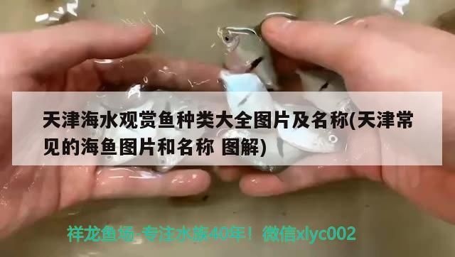 <strong><mark>天津</mark></strong>海水觀賞魚種類大全圖片及名稱(<strong><mark>天津</mark></strong>常見的海魚圖片和名稱圖解)