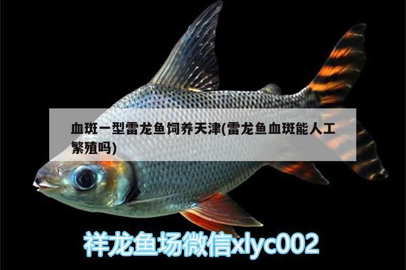血斑一型雷龍魚飼養天津(雷龍魚血斑能人工繁殖嗎)