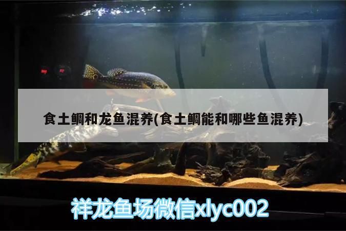 食土鯛和龍魚(yú)混養(yǎng)(食土鯛能和哪些魚(yú)混養(yǎng))（食土鯛和龍魚(yú)混養(yǎng)） 食土鯛和龍魚(yú)混養(yǎng)(食土鯛能和哪些魚(yú)混養(yǎng))（食土鯛和龍魚(yú)混養(yǎng)） 觀賞魚(yú)百科