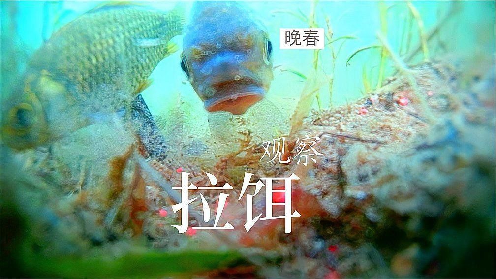 如何判斷深海紅龍魚是否過火（如何判斷一條深海紅龍魚是否過火？）