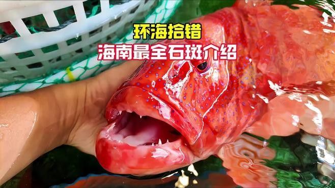 海口龍魚批發市場有哪些品種（海口龍魚批發市場哪個平臺最好海口龍魚批發市場價格） 海口龍魚批發市場有哪些品種（海口龍魚批發市場哪個平臺最好海口龍魚批發市場價格） 龍魚百科 第7張