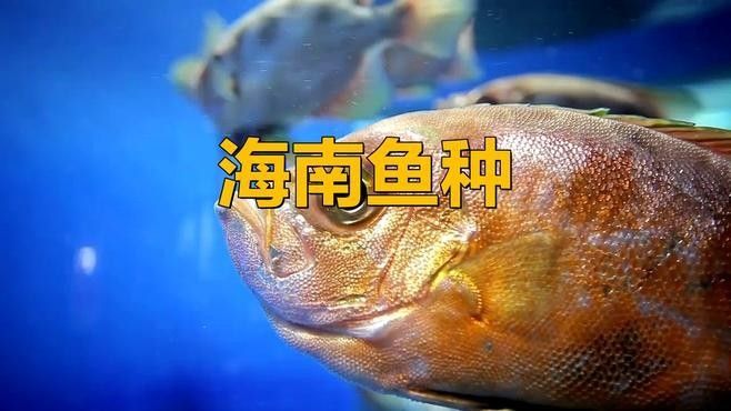 海口龍魚批發市場有哪些品種（海口龍魚批發市場哪個平臺最好海口龍魚批發市場價格） 海口龍魚批發市場有哪些品種（海口龍魚批發市場哪個平臺最好海口龍魚批發市場價格） 龍魚百科 第8張