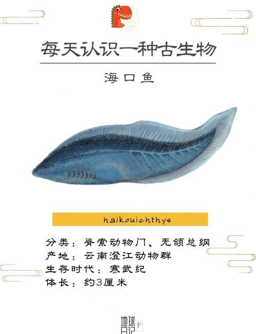 海口龍魚批發市場有哪些品種（海口龍魚批發市場哪個平臺最好海口龍魚批發市場價格） 海口龍魚批發市場有哪些品種（海口龍魚批發市場哪個平臺最好海口龍魚批發市場價格） 龍魚百科 第6張