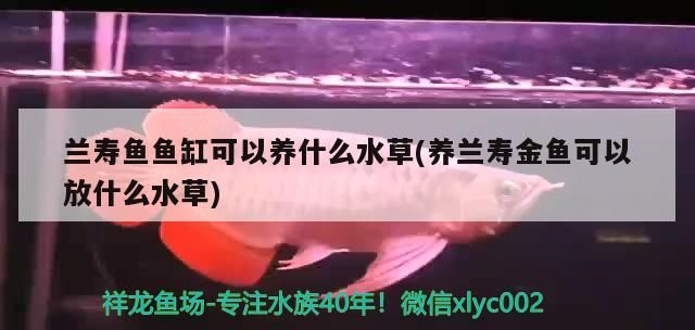 蘭壽魚魚缸可以養(yǎng)什么水草(養(yǎng)蘭壽金魚可以放什么水草)（蘭壽魚缸可以養(yǎng)什么水草）