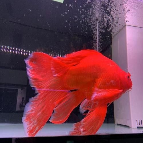 給我一些龍魚和蝴蝶錦鯉混養的圖片（龍魚與蝴蝶錦鯉混養是什么感覺？）