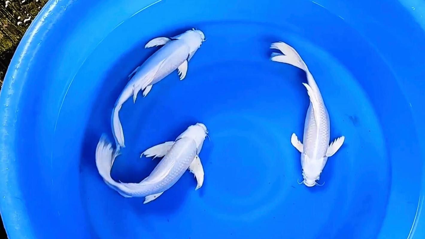 給我一些龍魚和蝴蝶錦鯉混養的圖片（龍魚與蝴蝶錦鯉混養是什么感覺？）