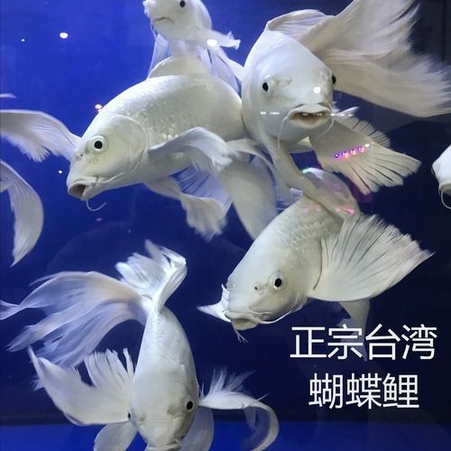 給我一些龍魚和蝴蝶錦鯉混養的圖片（龍魚與蝴蝶錦鯉混養是什么感覺？）