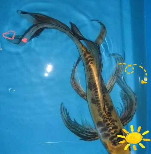 給我一些龍魚和蝴蝶錦鯉混養的圖片（龍魚與蝴蝶錦鯉混養是什么感覺？）