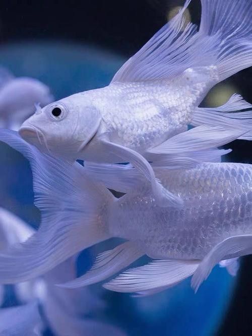 給我一些龍魚和蝴蝶錦鯉混養的圖片（龍魚與蝴蝶錦鯉混養是什么感覺？）