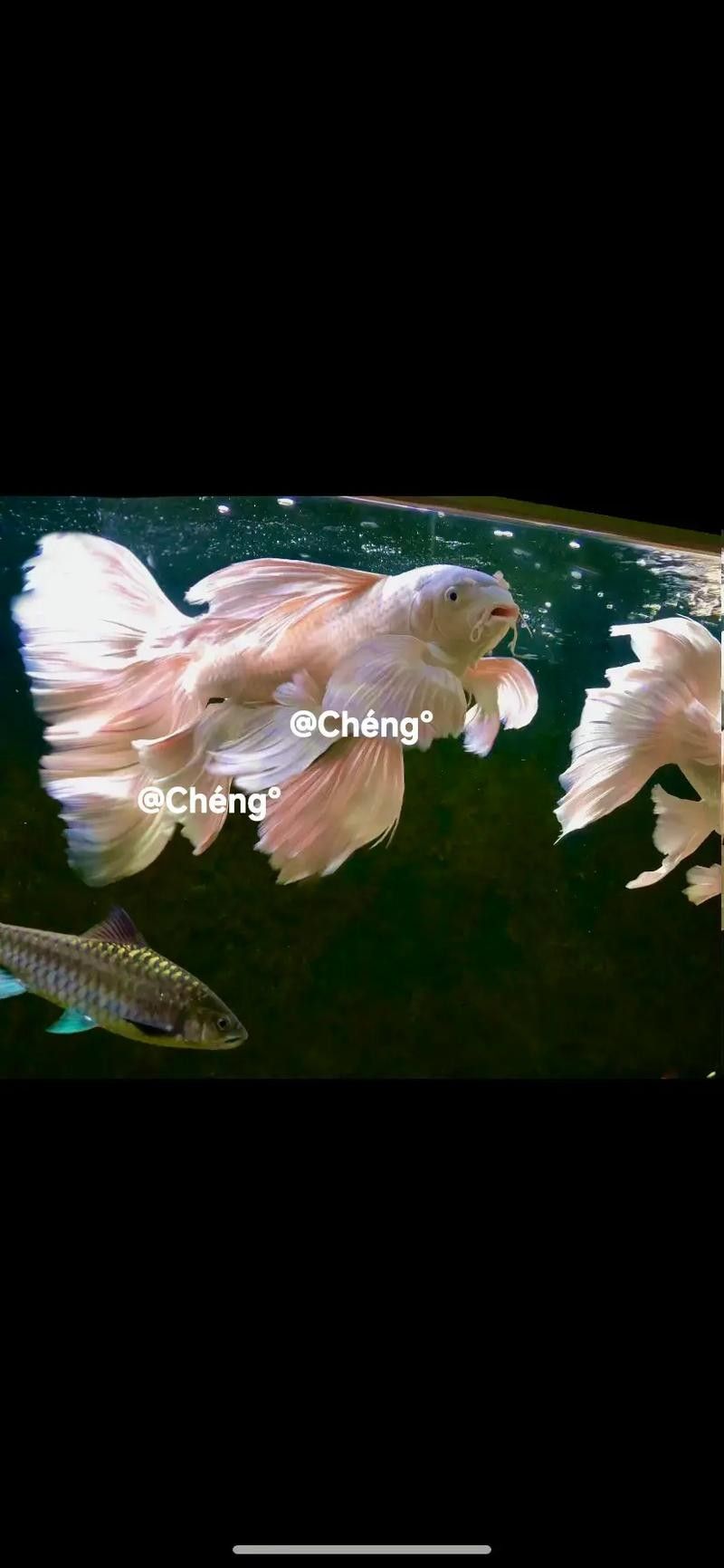 給我一些龍魚和蝴蝶錦鯉混養的圖片（龍魚與蝴蝶錦鯉混養是什么感覺？）