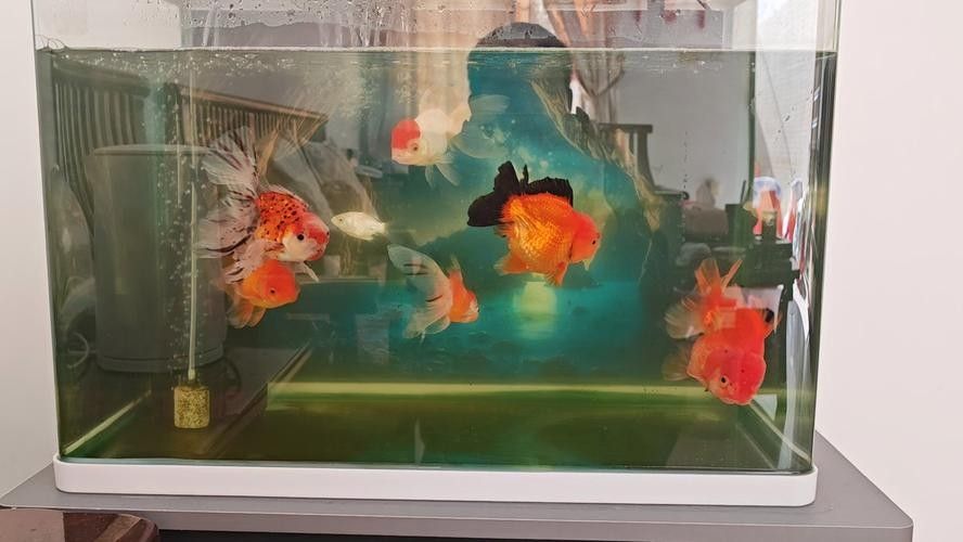給我一些龍魚和蝴蝶錦鯉混養的圖片（龍魚與蝴蝶錦鯉混養是什么感覺？）
