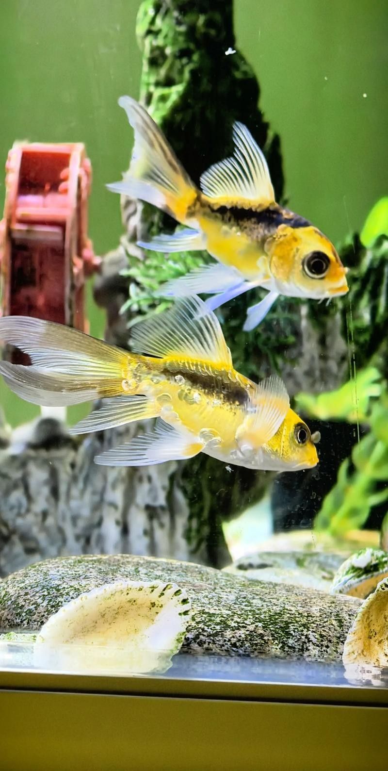 給我一些龍魚和蝴蝶錦鯉混養的圖片（龍魚與蝴蝶錦鯉混養是什么感覺？）