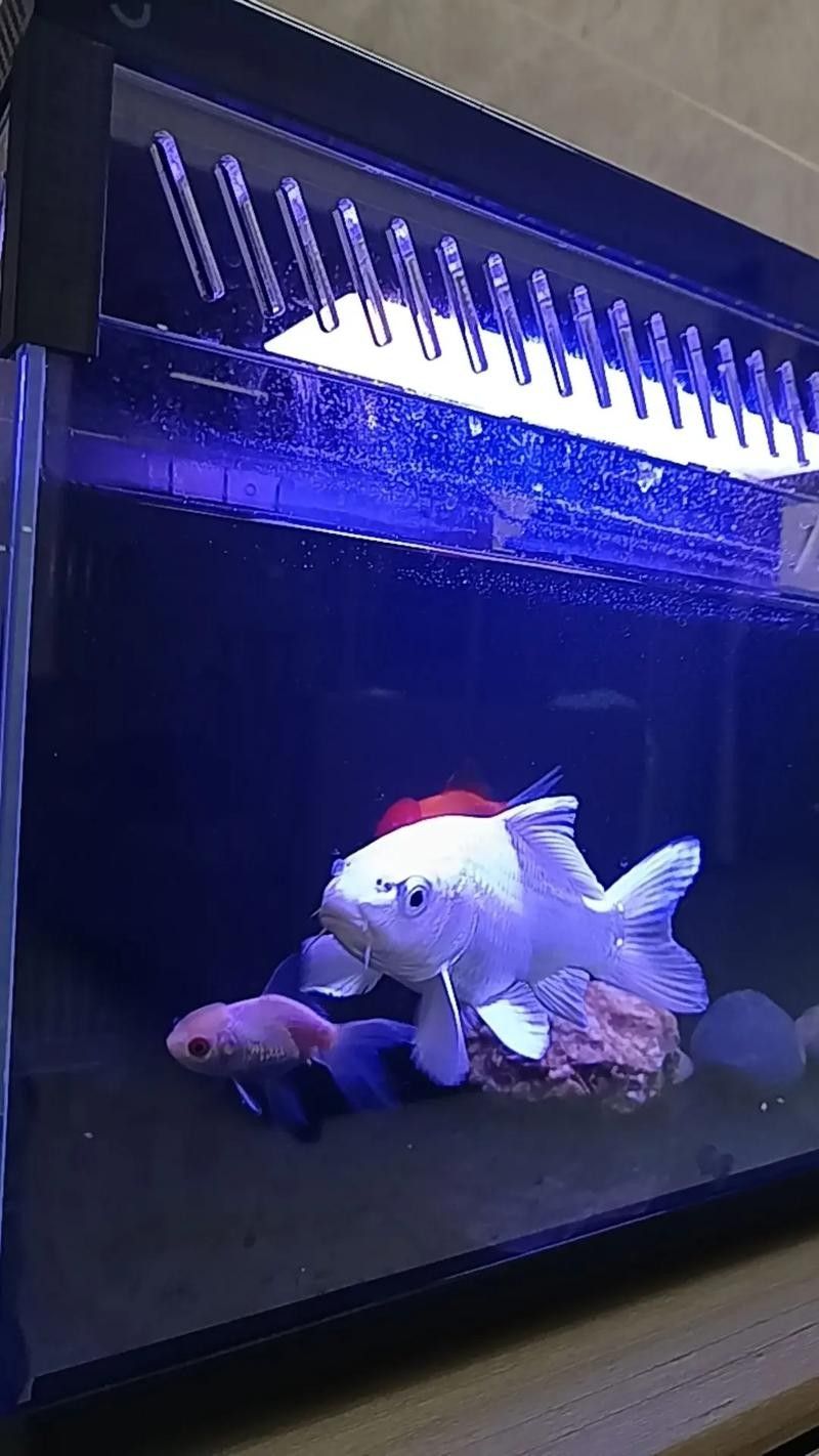 給我一些龍魚和蝴蝶錦鯉混養的圖片（龍魚與蝴蝶錦鯉混養是什么感覺？）