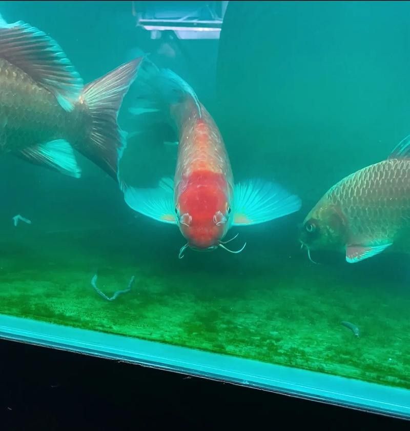 給我一些龍魚和蝴蝶錦鯉混養的圖片（龍魚與蝴蝶錦鯉混養是什么感覺？）