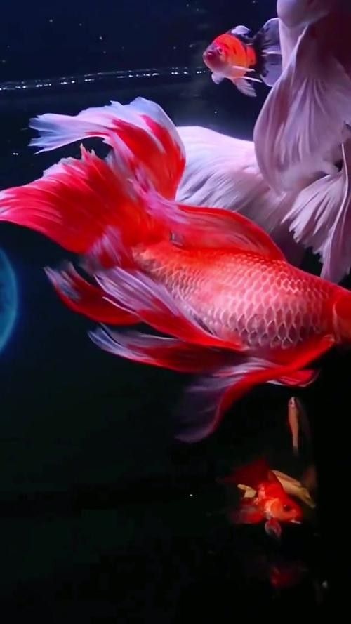 給我一些龍魚和蝴蝶錦鯉混養的圖片（龍魚與蝴蝶錦鯉混養是什么感覺？）