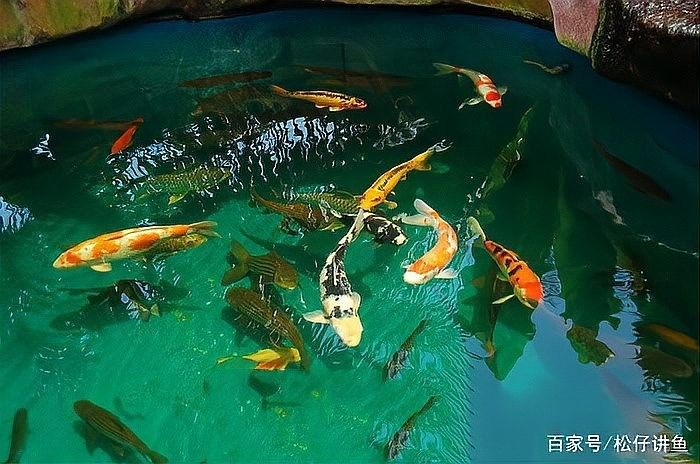 給我一些龍魚和蝴蝶錦鯉混養的圖片（龍魚與蝴蝶錦鯉混養是什么感覺？）
