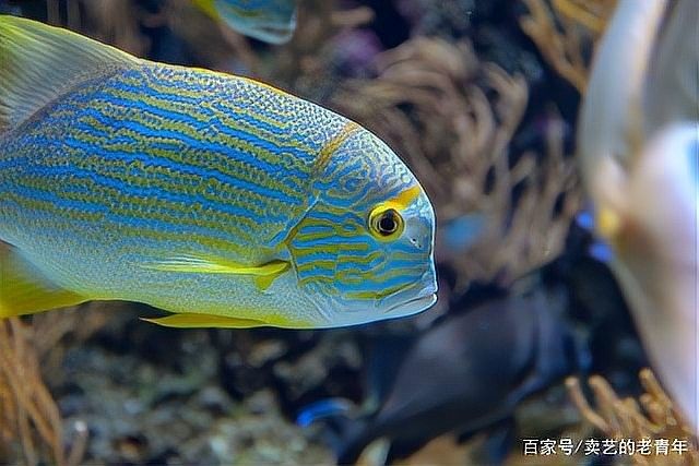 紅龍魚苗的生長速度如何（新浪網紅龍魚養護要點:紅龍魚怎么養最好紅龍魚的飼養方法全攻略）