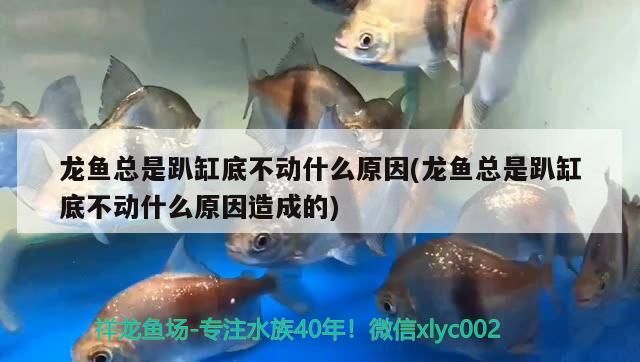龍魚總是趴缸底不動什么原因(龍魚總是趴缸底不動什么原因造成的)（龍魚總是趴缸底不動什么原因）